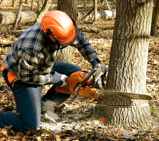Tree Removal in Franklin, VT